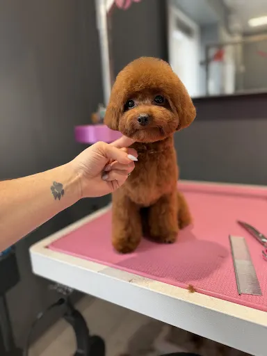 Psi Fryzjer - Groom Room by Tetiana Kirova Bydgoszcz